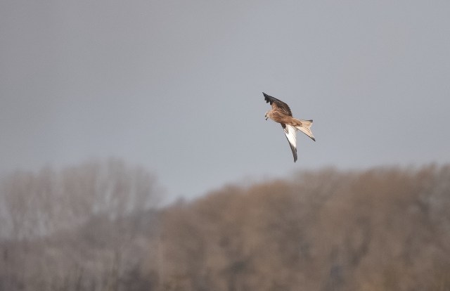 Red Kite