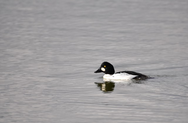 Goldeneye