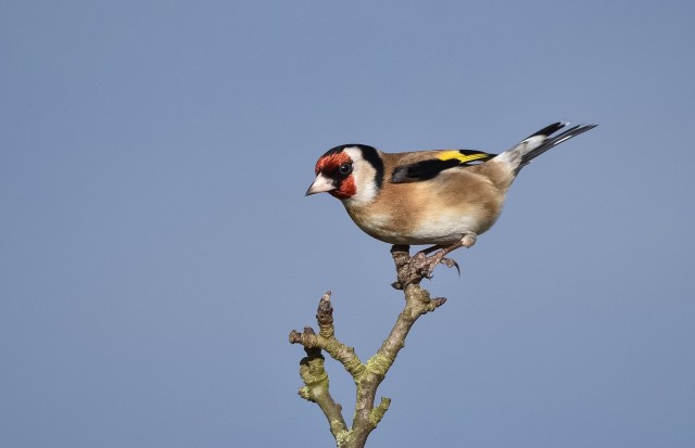 Goldfinch