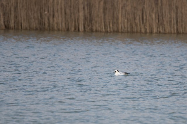 Smew