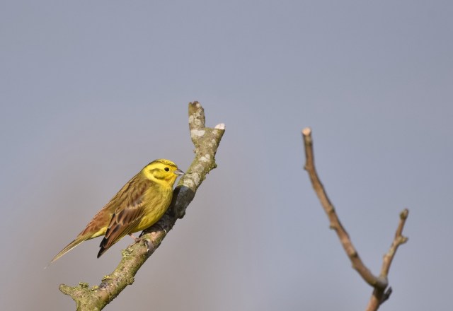 Yellowhammer