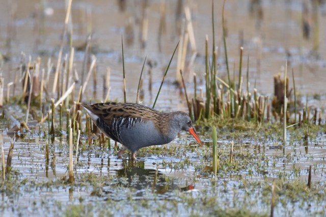 25981547301_efd6d084df_b