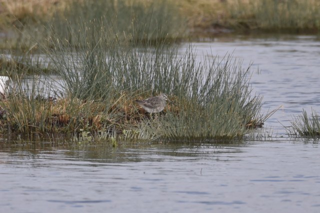 Long Billed Dowitcher