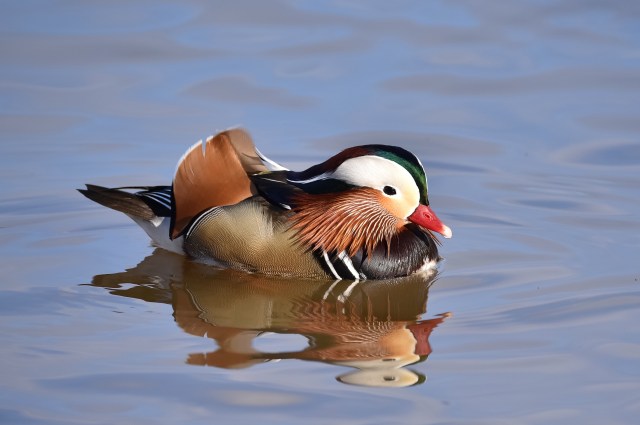 Mandarin Duck