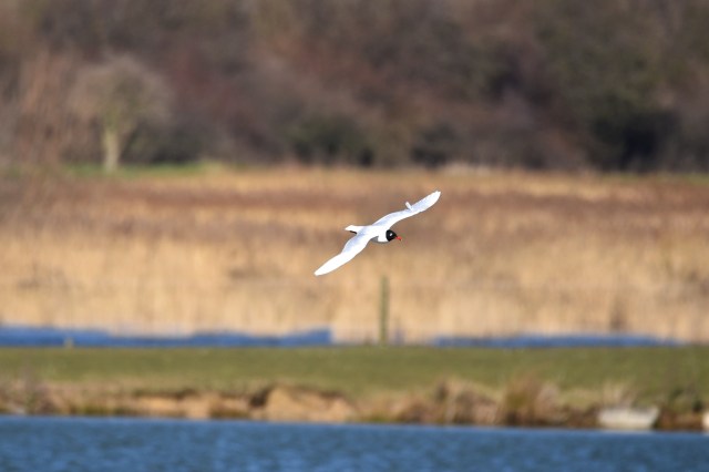 Mediterranean Gull