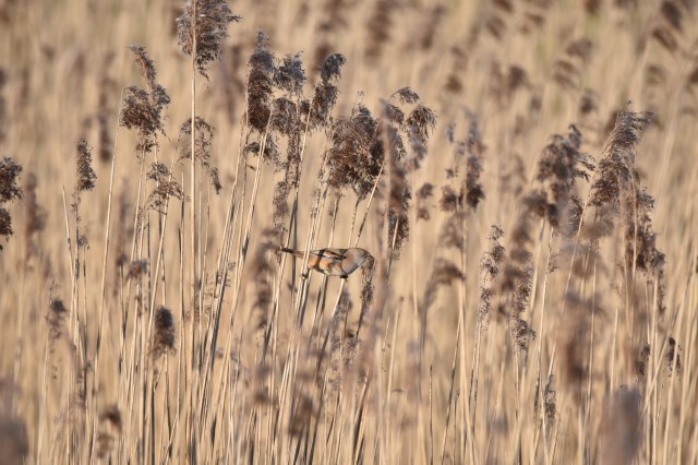 Bearded Tit