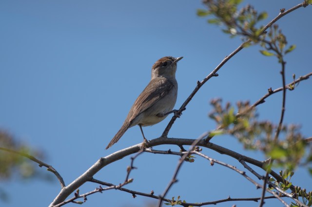 Blackcap