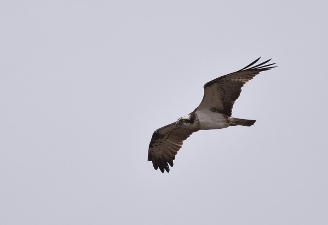 Osprey