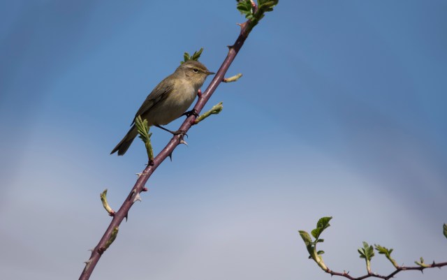 Willow Warbler