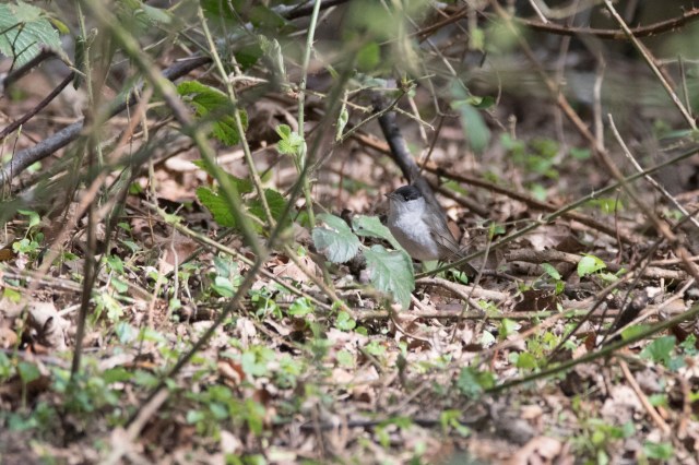 Blackcap