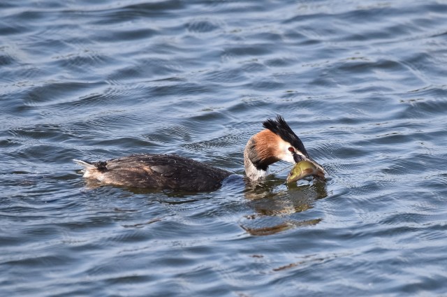 Great Crested Grebe