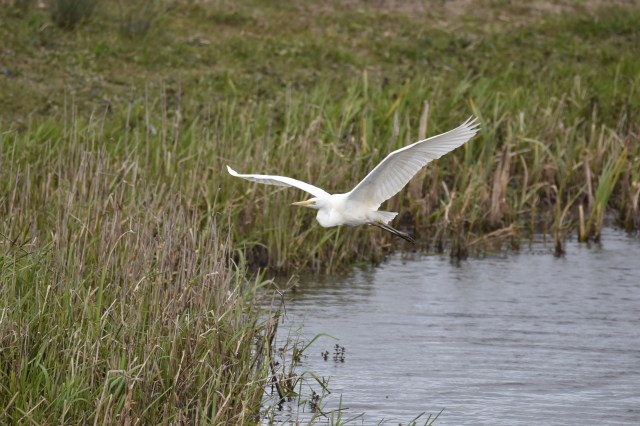 Great White Egret 01
