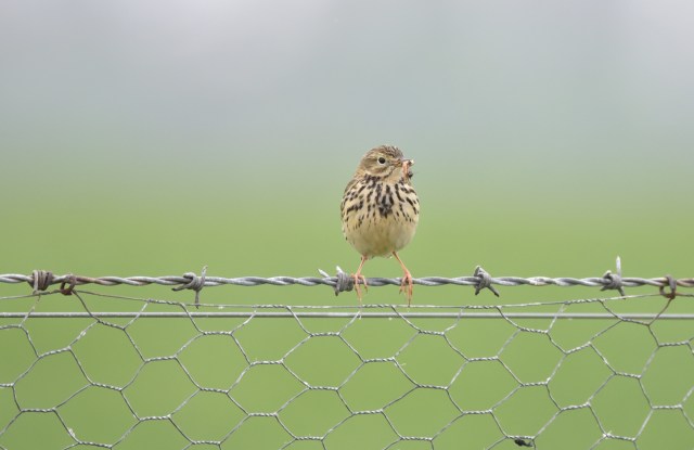Tree Pipit