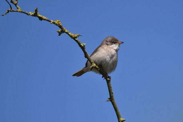 Lesser Whitethroat