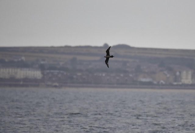 arctic-skua