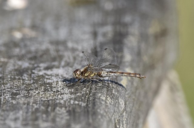 common-darter-dragonfly-female