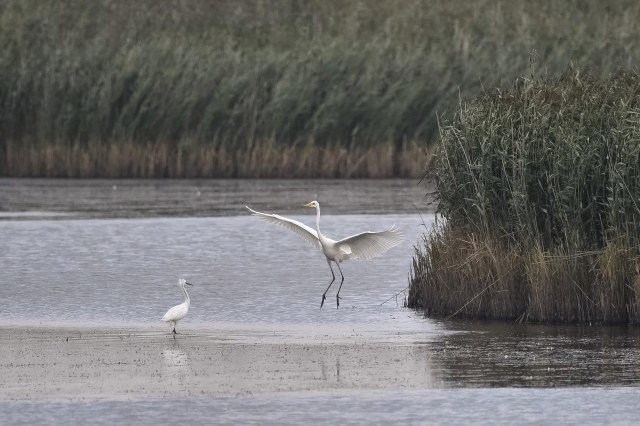 great-white-little-egrets