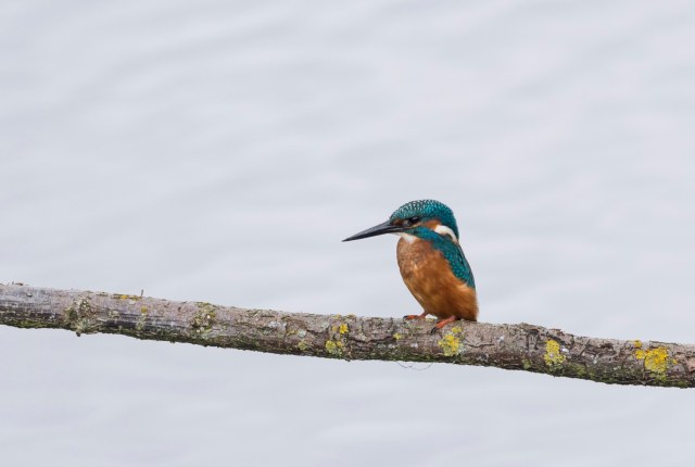 kingfisher
