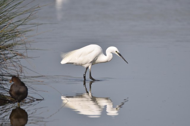 little-egret