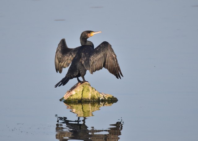 cormorant
