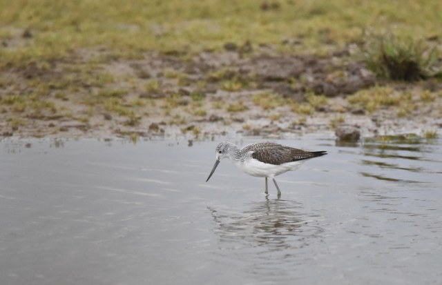 greenshank