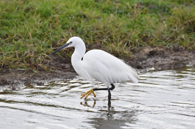 little-egret