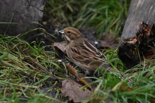 reed-bunting