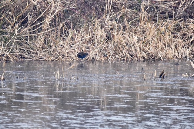 water-rail