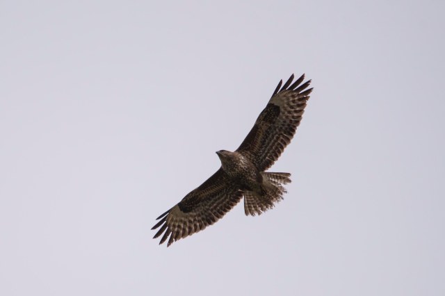 Buzzard