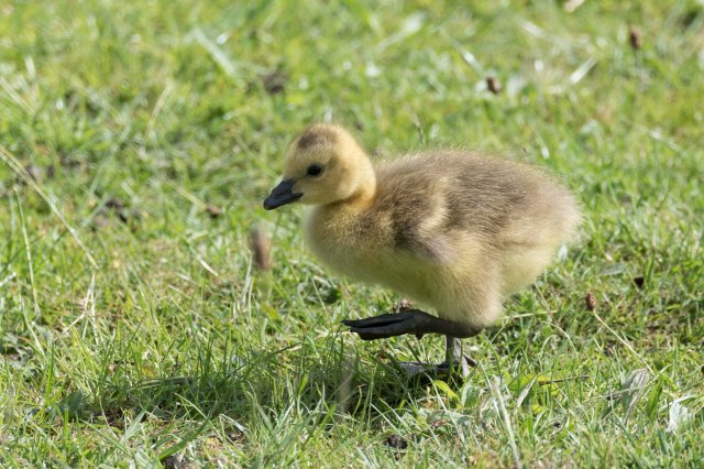 Canada Gosling