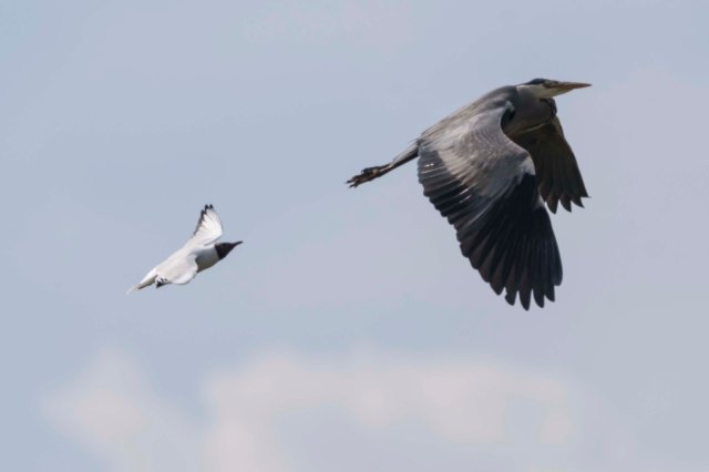 Gull & Heron