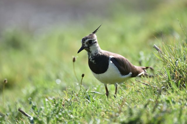 Lapwing