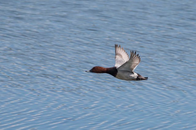 Pochard