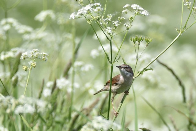 Whitethroat