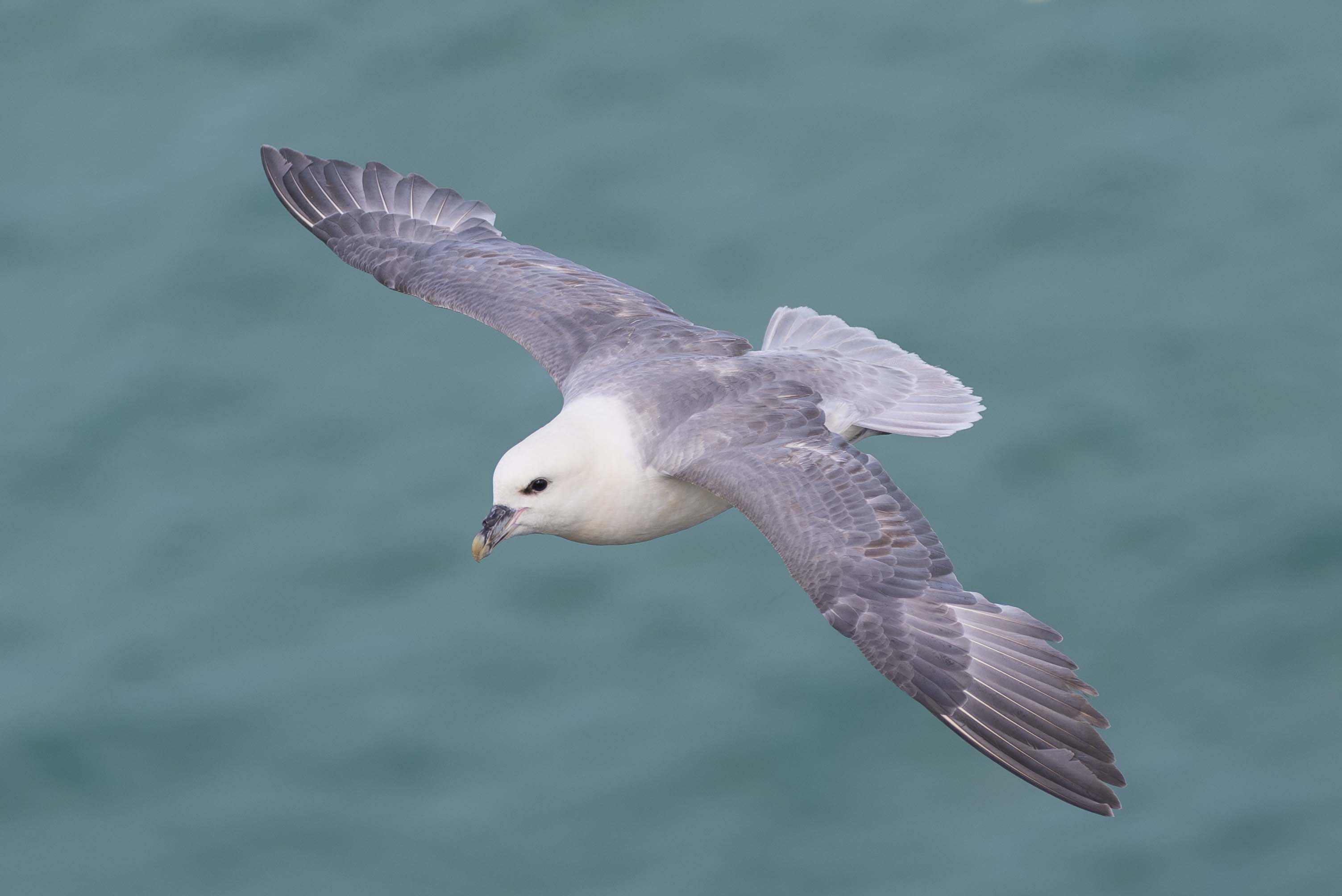 Fulmar