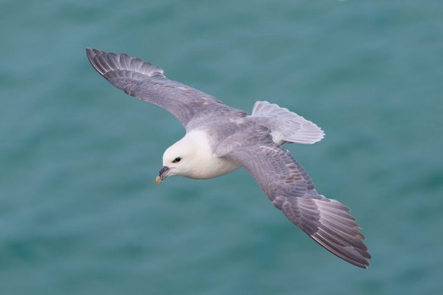Fulmar