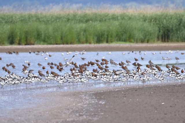 Avocet &amp; Godwit