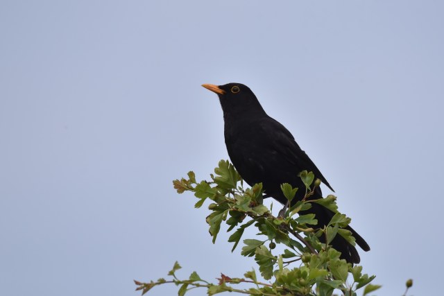 Blackbird