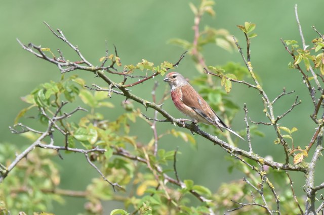 Linnet