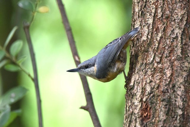 Nuthatch