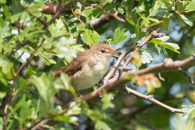 Reed Warbler