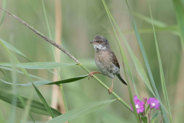 Whitethroat
