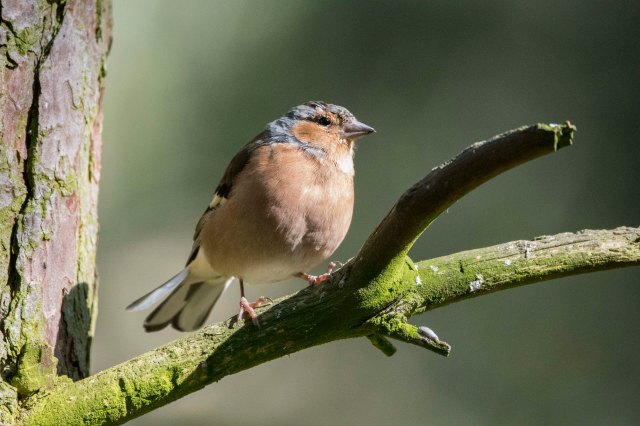 Chaffinch