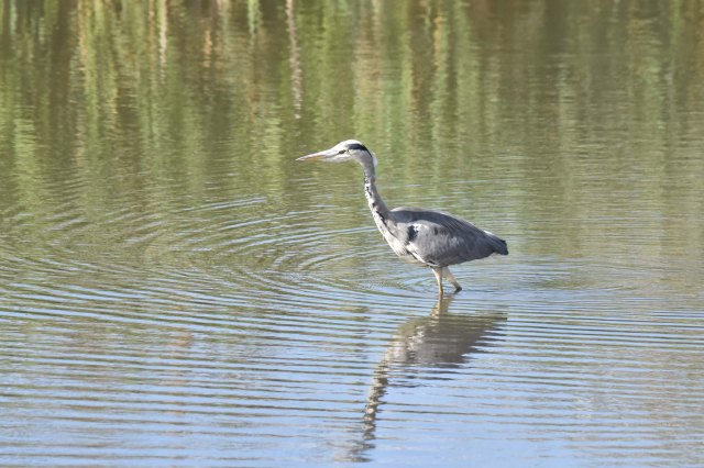 Grey Heron
