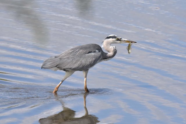 Heron with Perch
