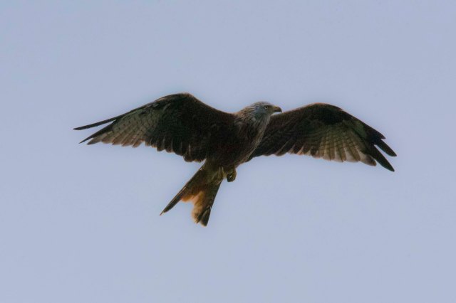 Red Kite 01