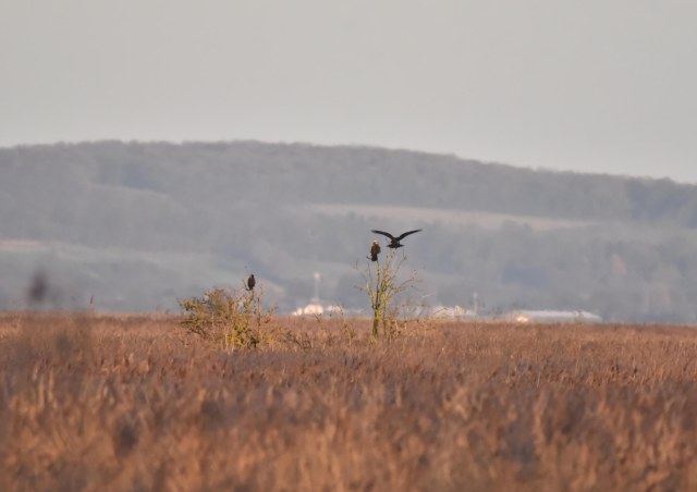 Marsh Harriers
