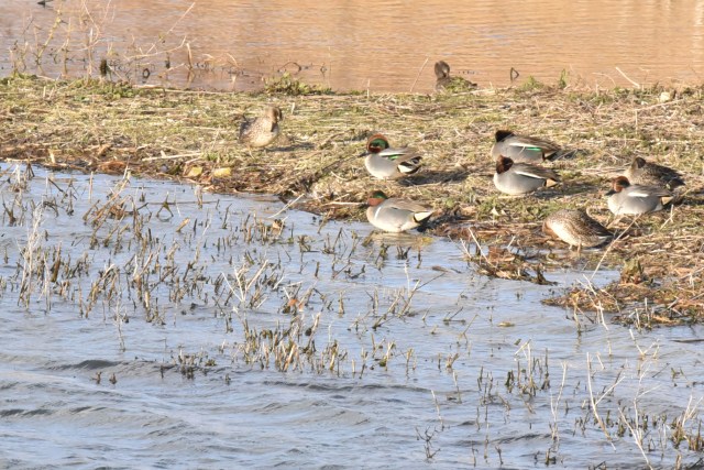 Green Winged Teal