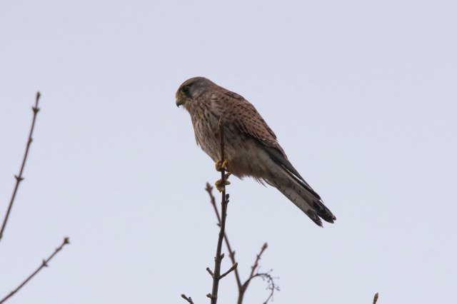 Kestrel