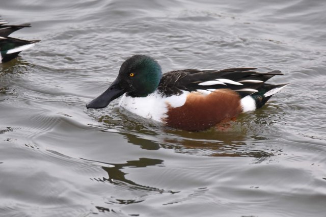 Shoveler